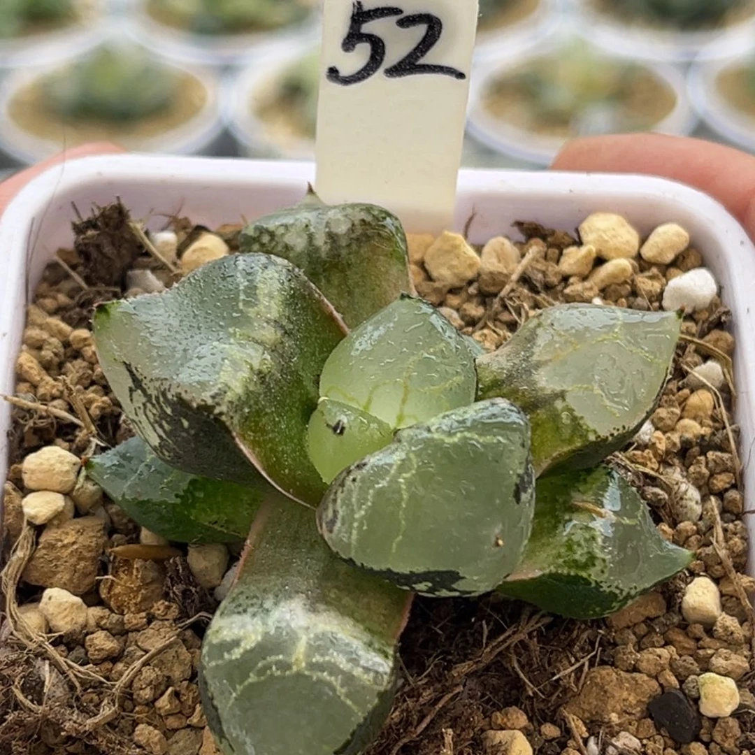 52冰皇头家多肉十二卷