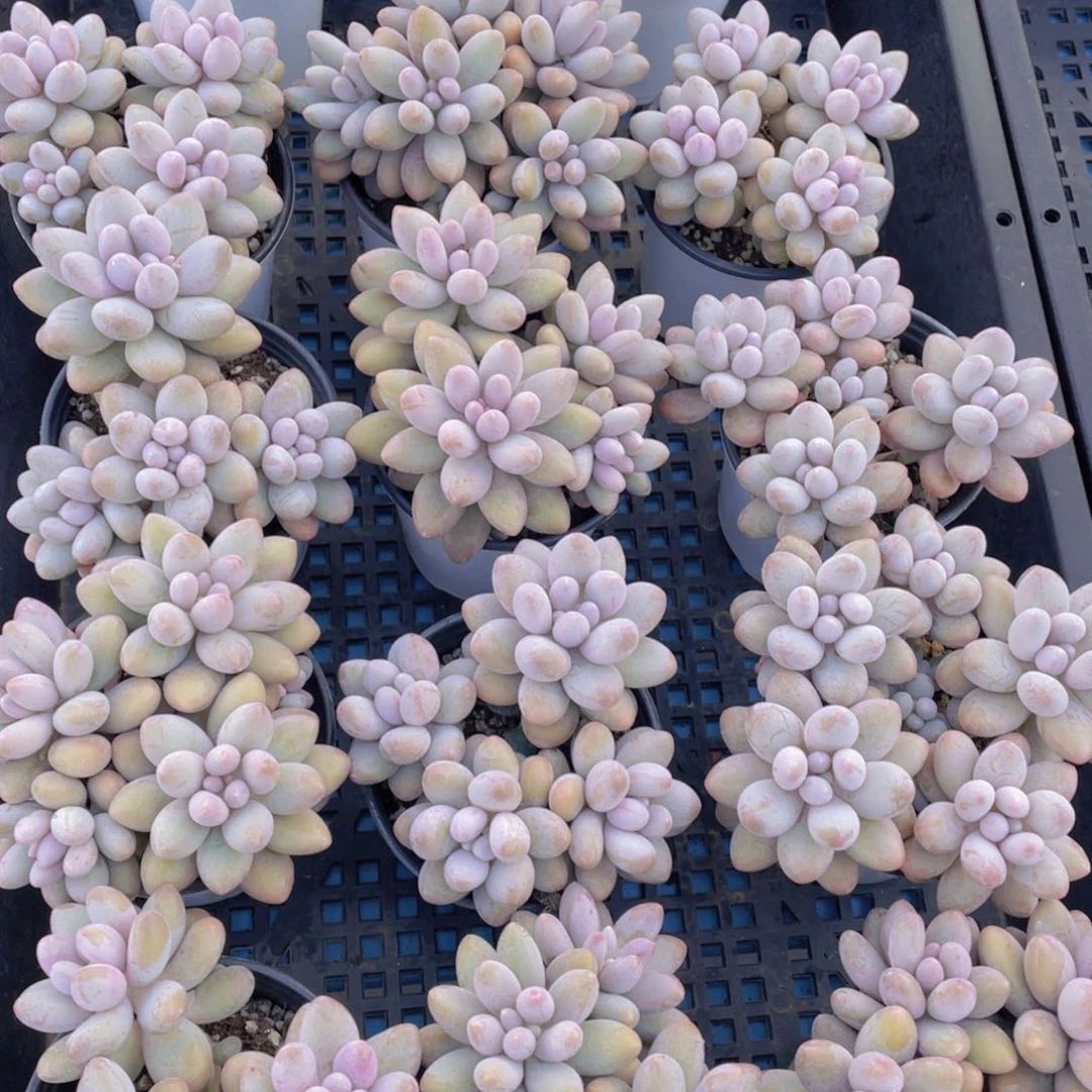 量拍47号汤圆大群生一个