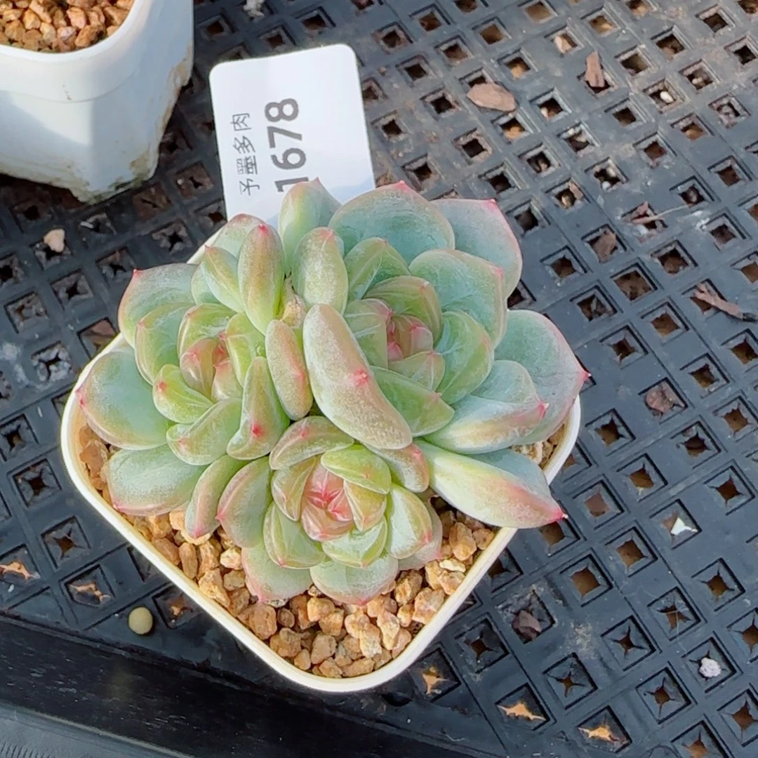 甜心群，1678多肉植物