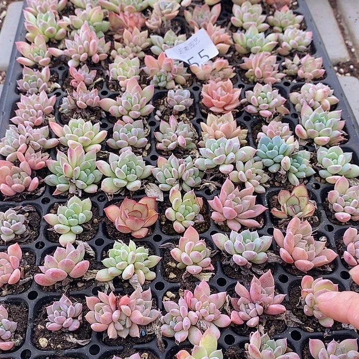 55 多肉植物盆栽花卉