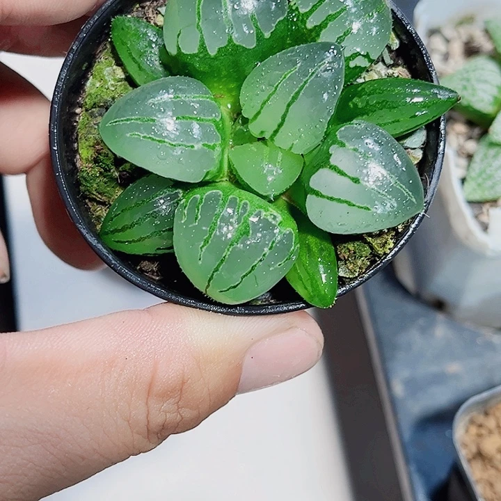 翠虎寿新手好养的