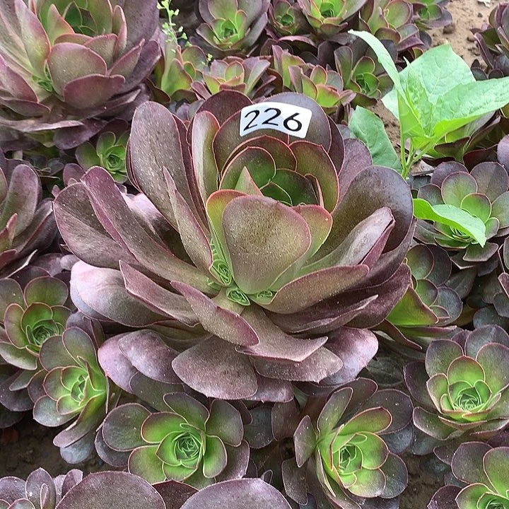 226美金玫瑰多肉植物1
