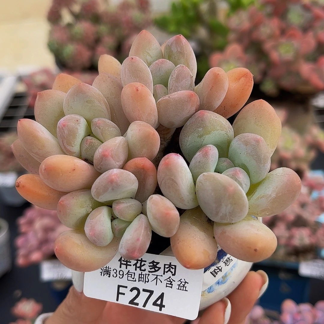 274-香水多肉7cm多肉