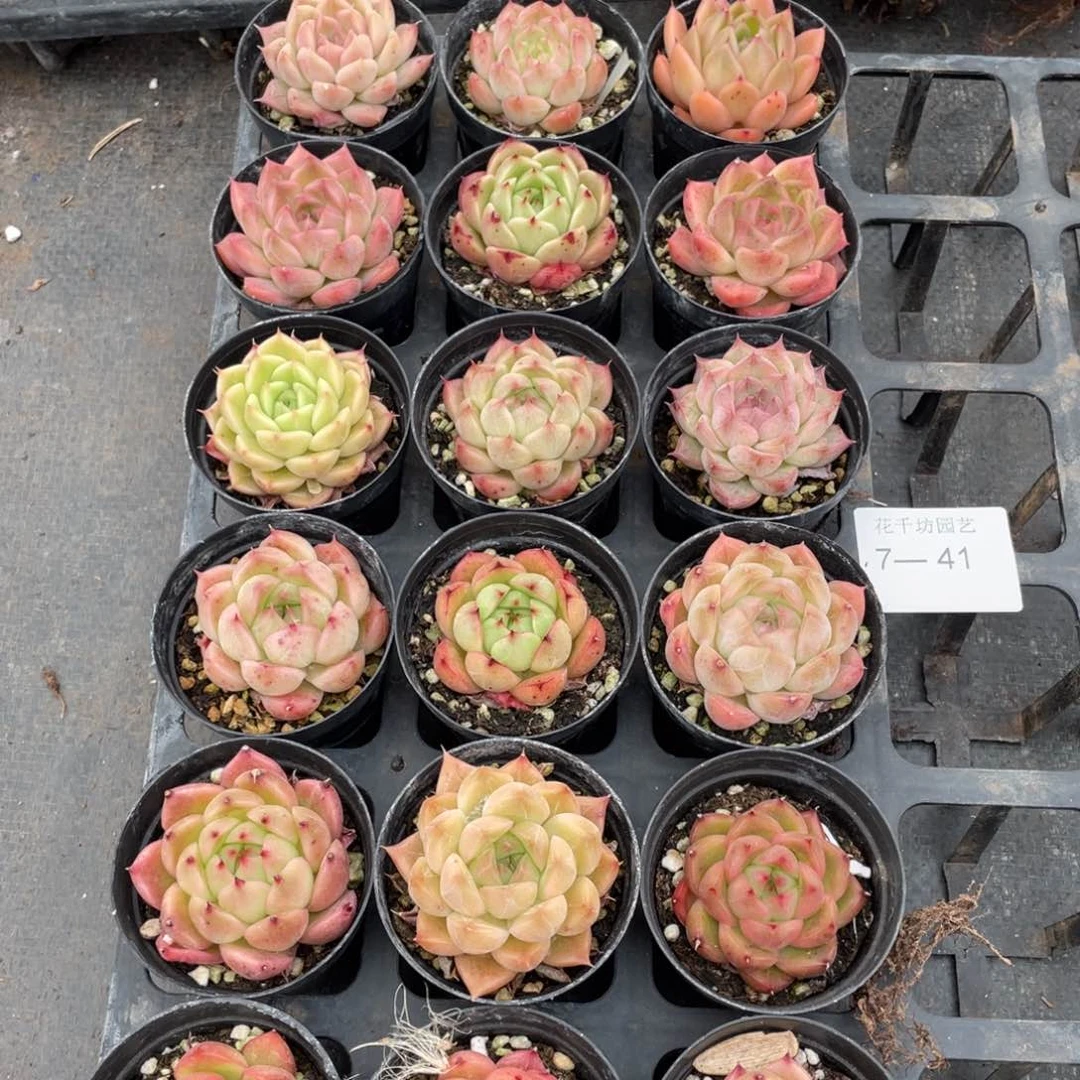 一物一拍18颗7-41