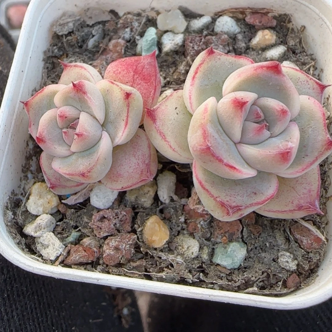 多肉小卡拉米糖心一物一拍