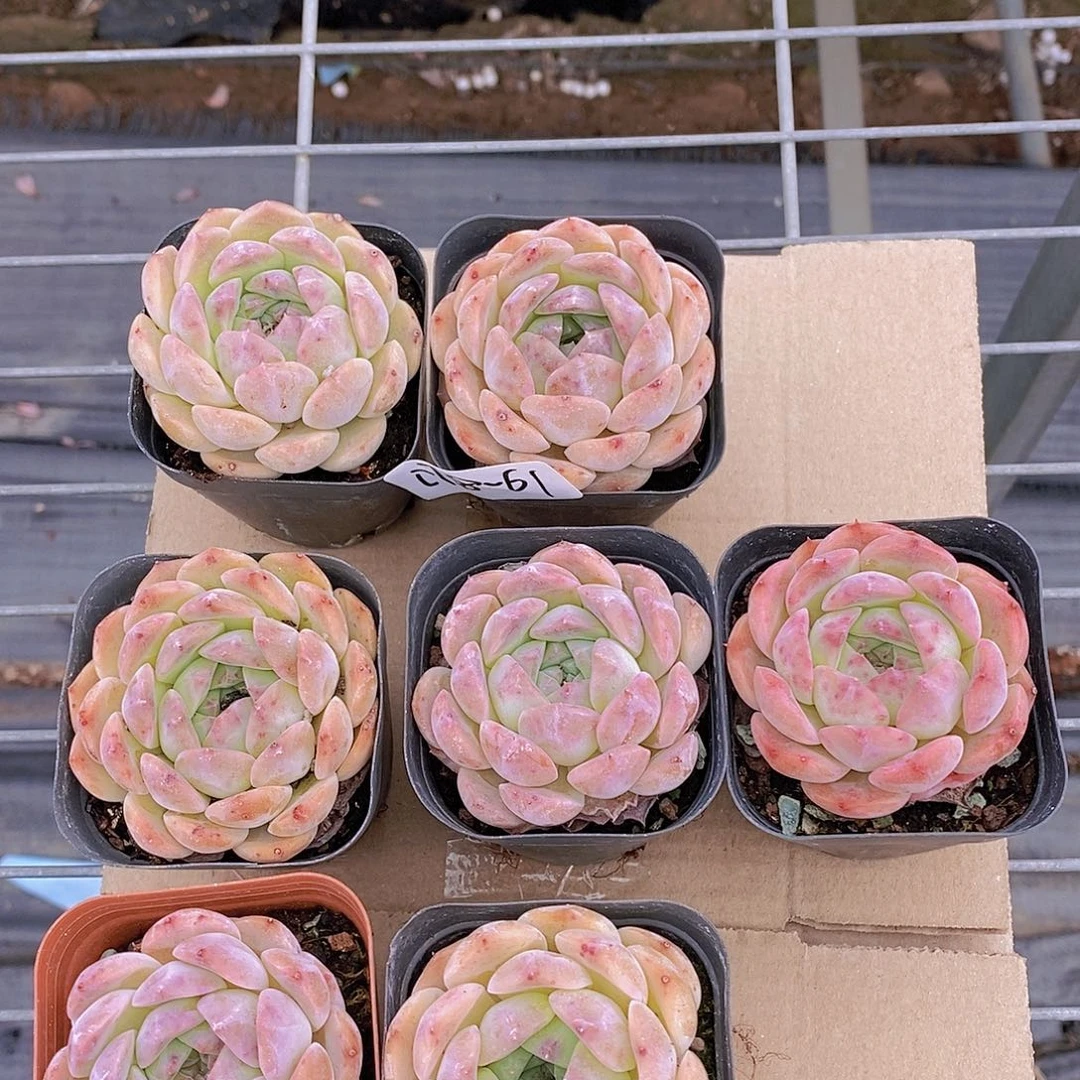 0718-61-爱神单头福利一颗量拍