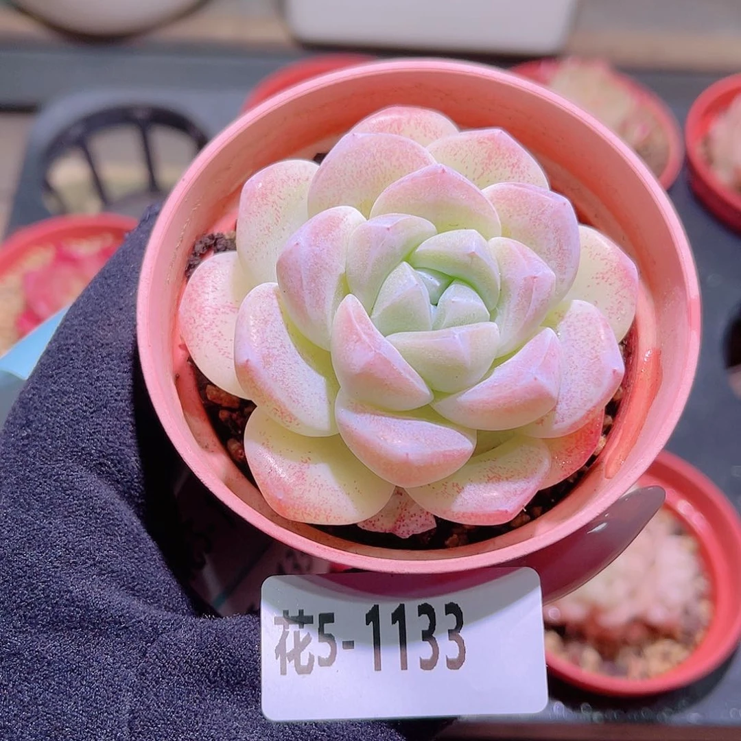 花利美5-1133冰玉