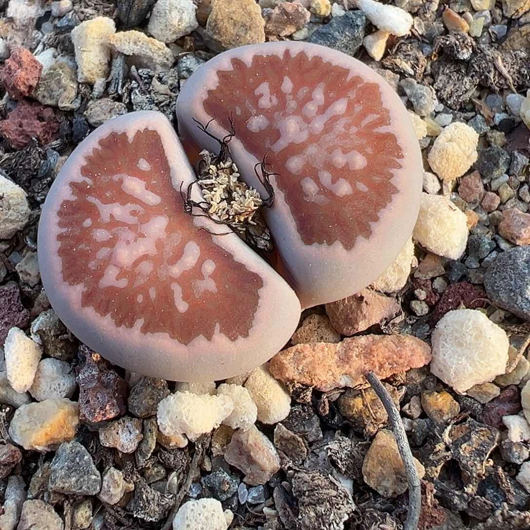 1276 美菊菊福利炸2.7