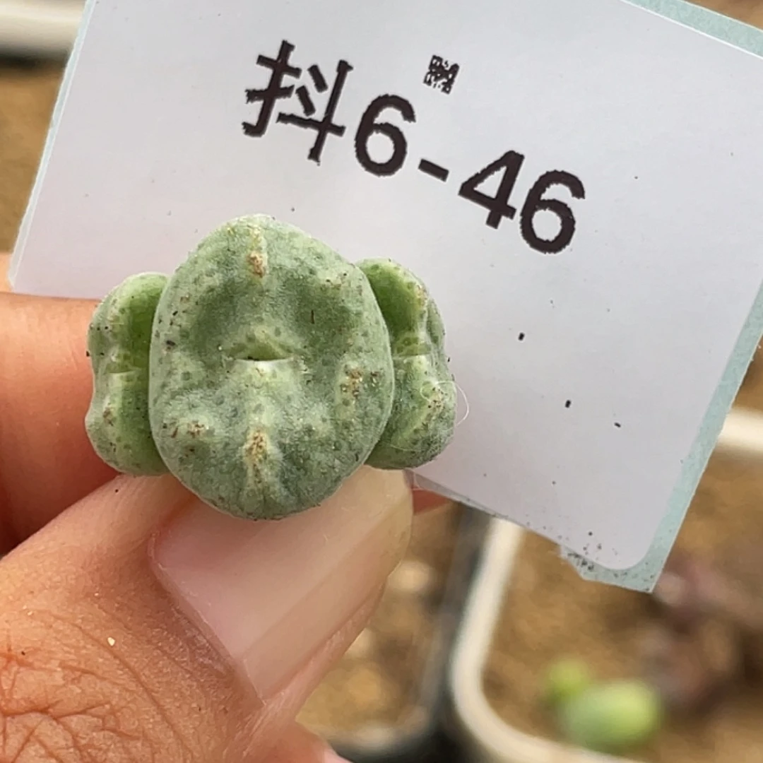 6-46绿豆糕多肉植物
