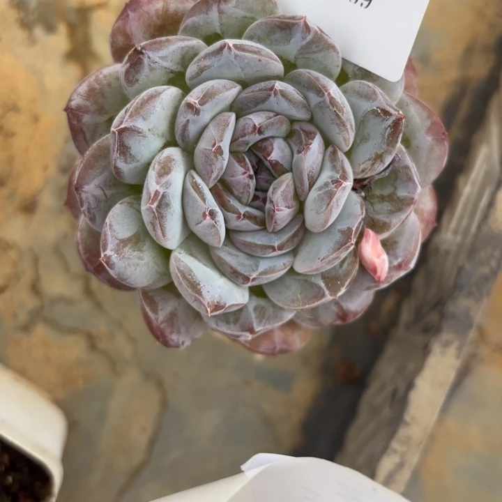 闪吼359压压哑哑压压哑哑Y有UuU啊雨粟