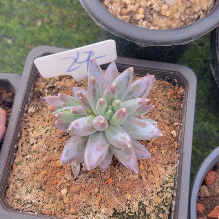 健健康康平平安安