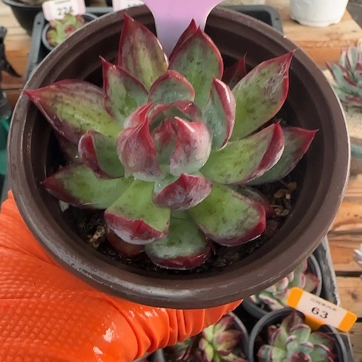 200 惊鸿仙子多肉植物
