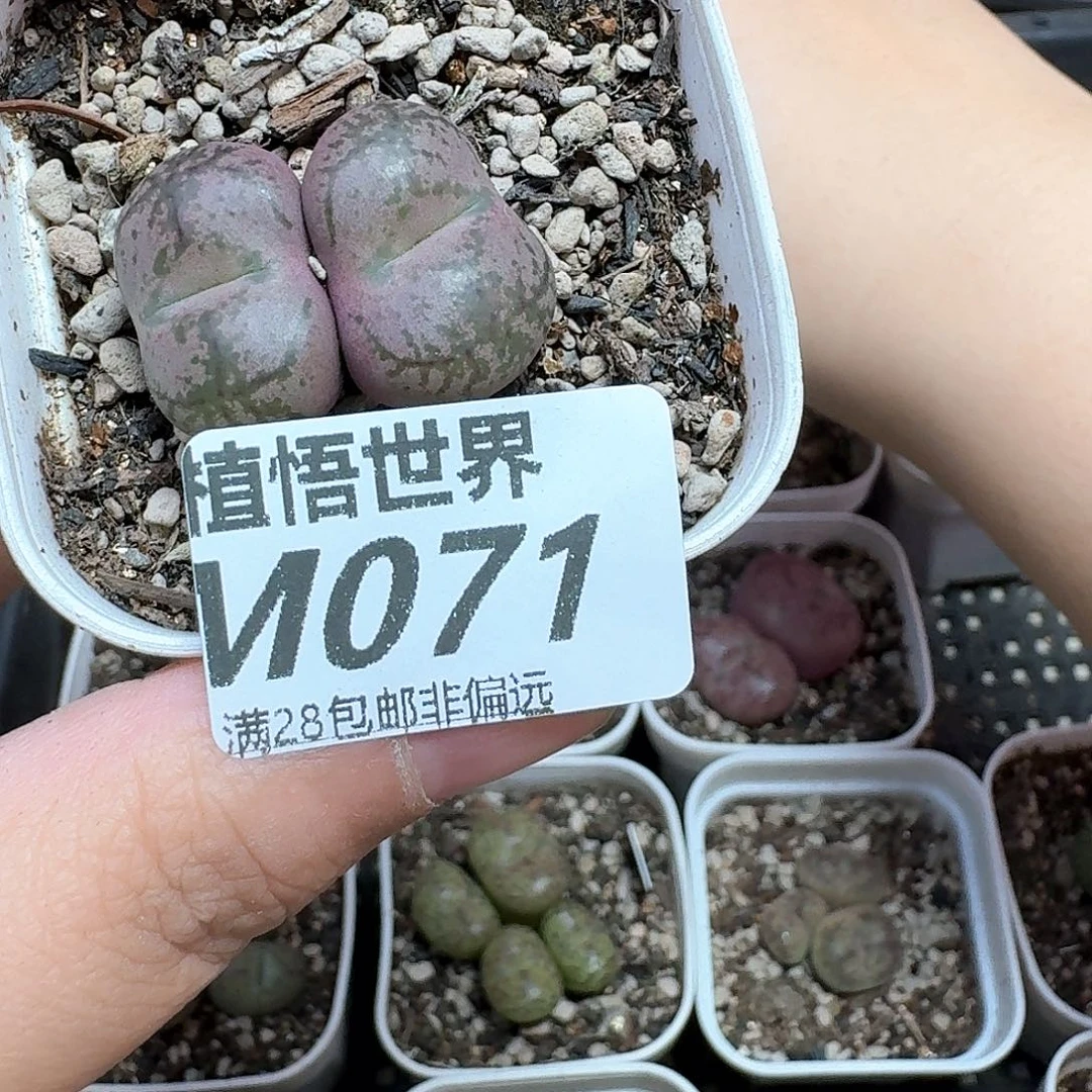 多肉植物的润泽jj