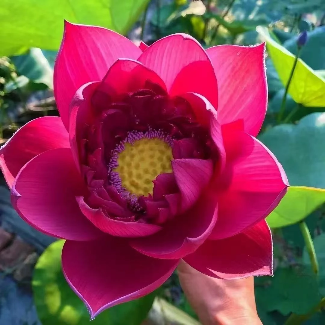 大型观赏荷花种藕苗 莲藕种苗 正品盆栽荷花苗新鲜莲花苗四季开花