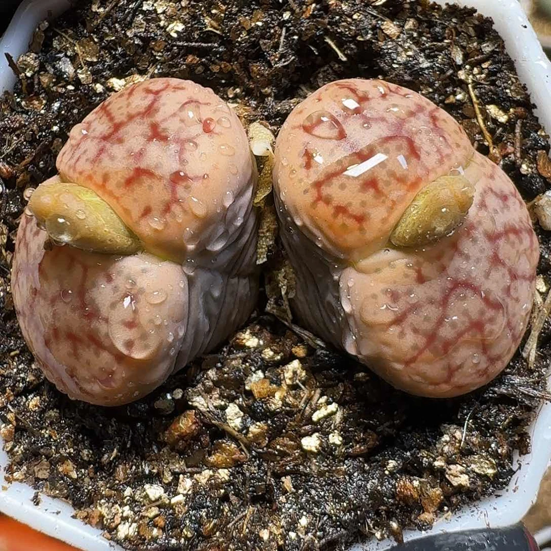 生石花等植物11111111。  508