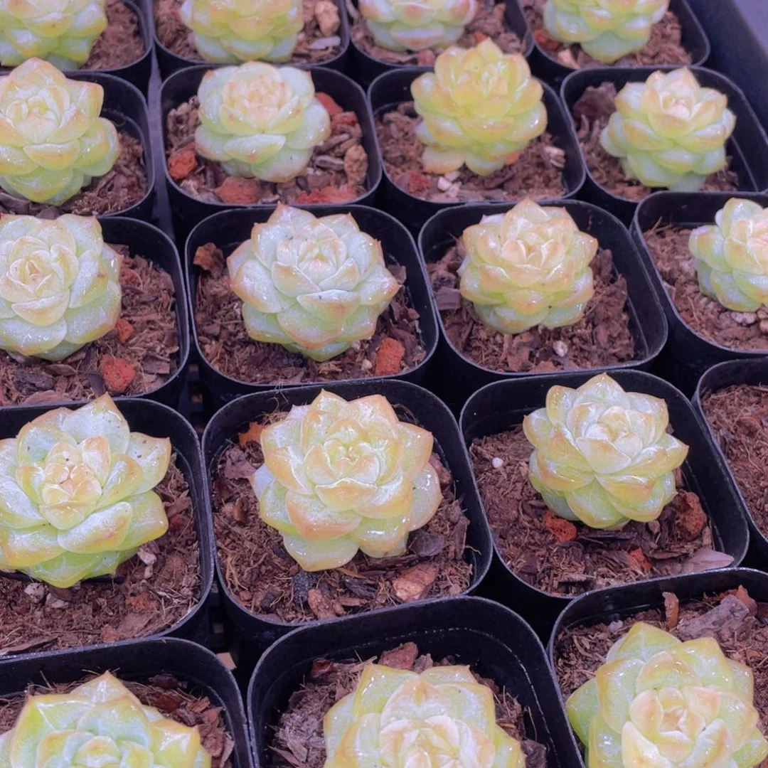 量拍20号 优选水晶粉钻单头一个