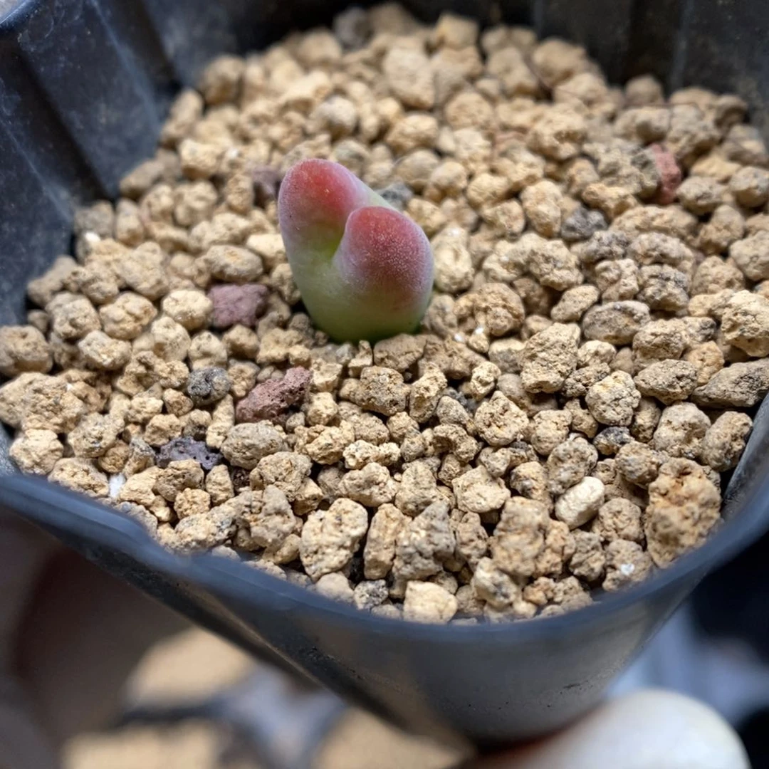 多肉植物肉锥杂交K-3693 将杂