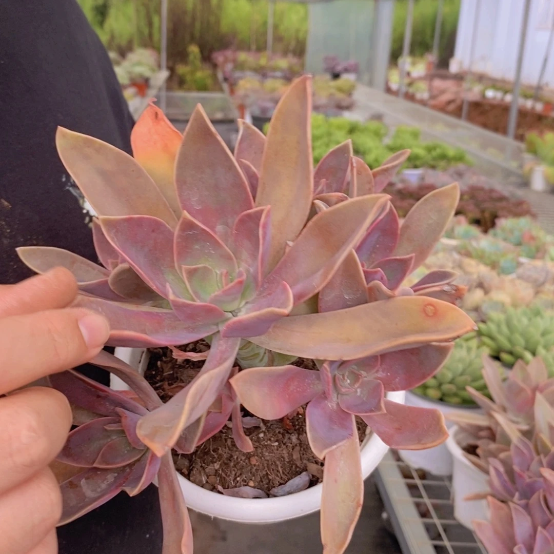 太妃糖多头群生大盆