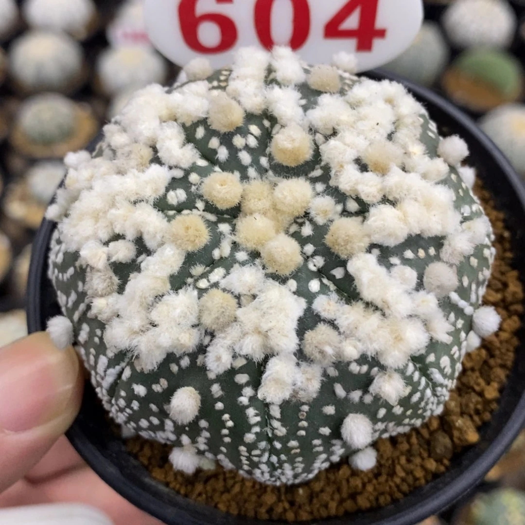 604海星体大绒花园兜