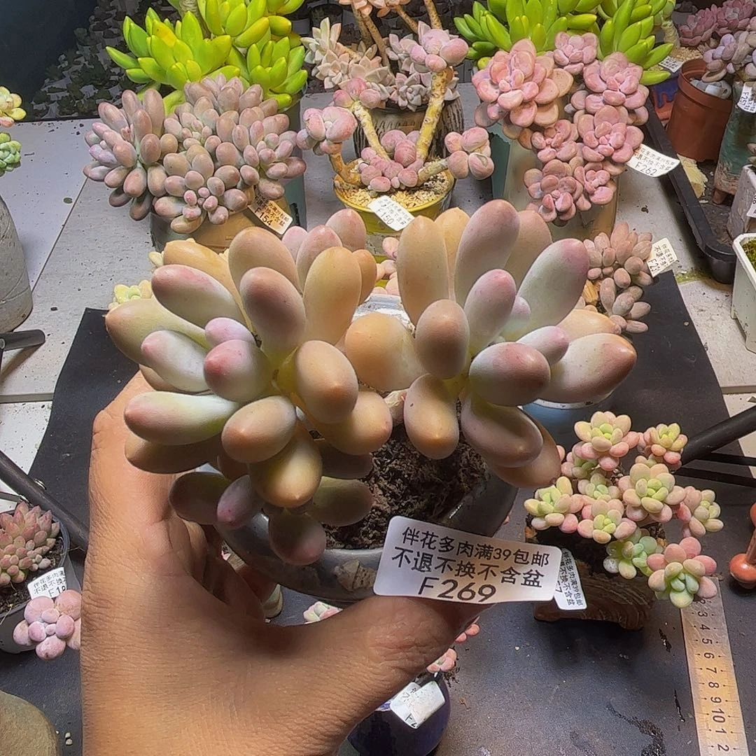 蛋黄奶酪269/9cm多肉