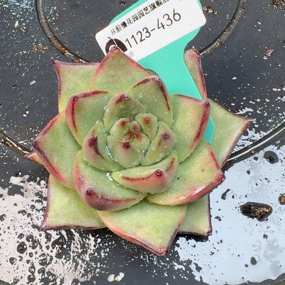 从前慢花园多肉编号1123.436