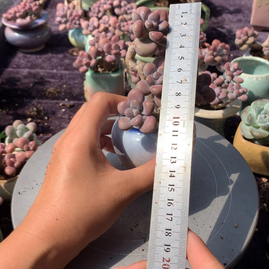 15号带盆偏远地区不包邮的