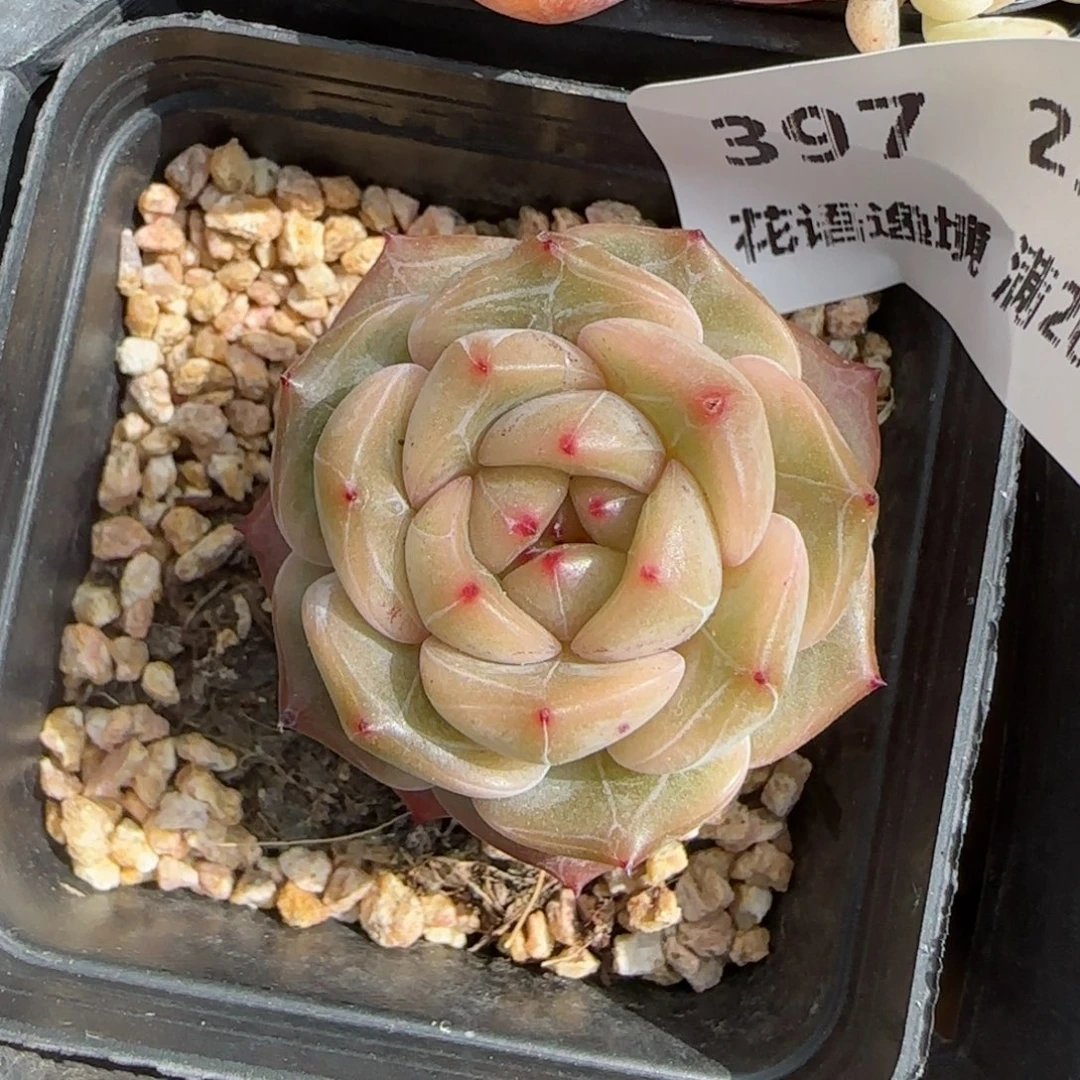 花语逸镜0206-397