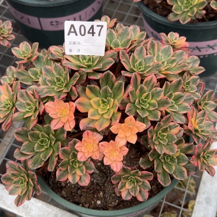 047甜茶20厘米左右
