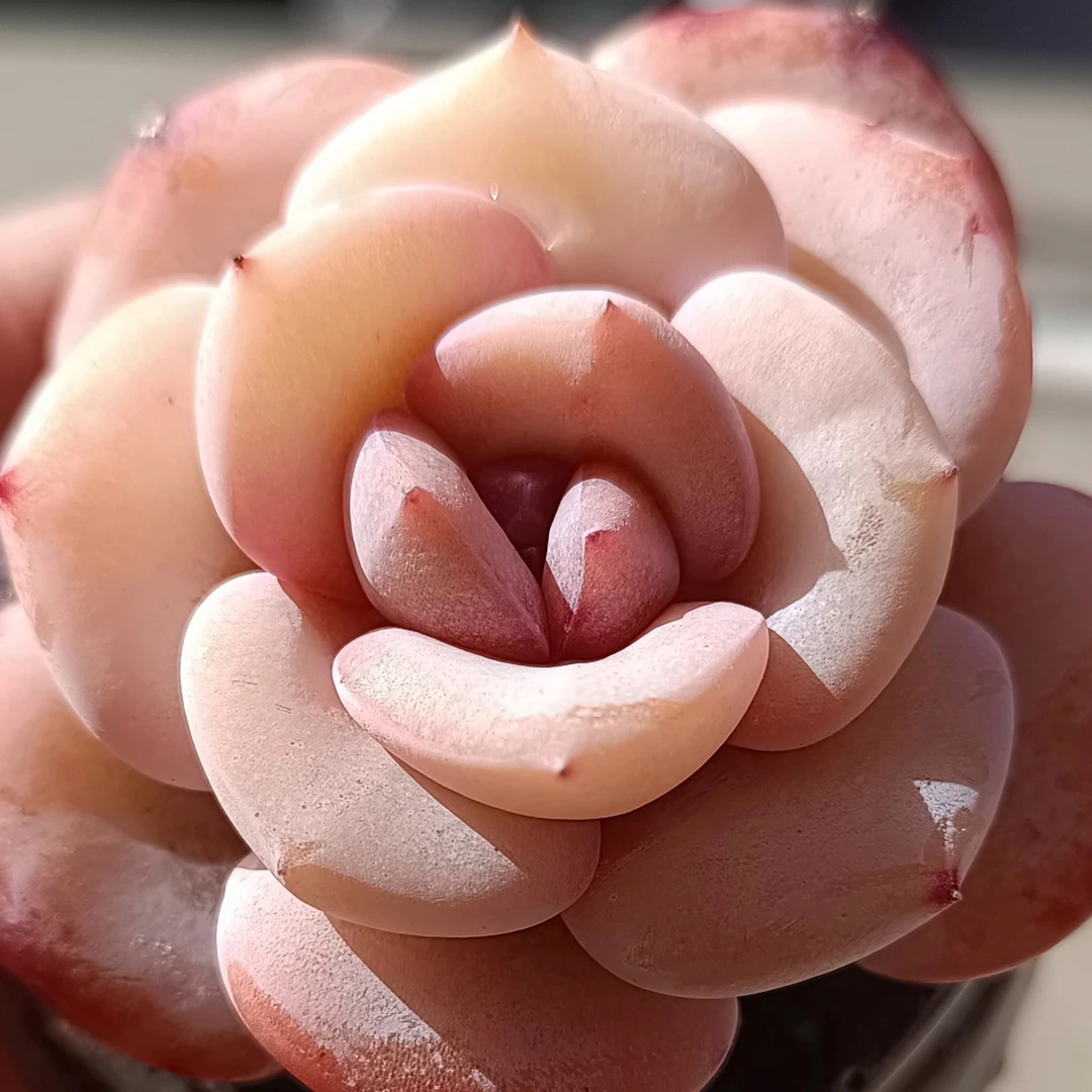 1223土人精品多肉 直播专用链接 满28.8元包邮非偏远