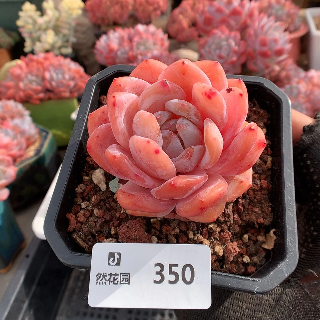 350冰橙多肉植物666