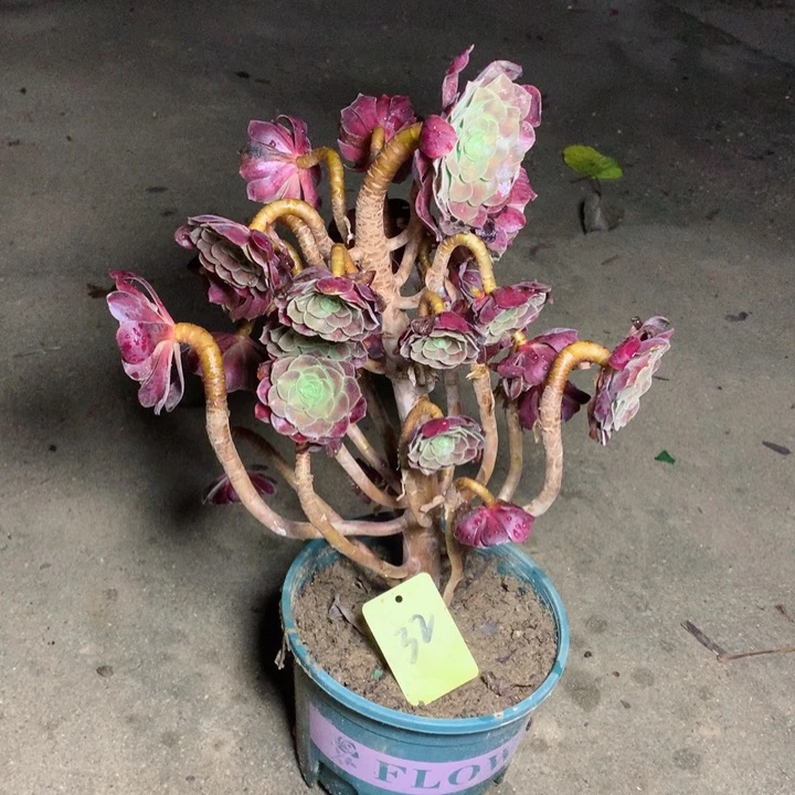 32花娜多肉一物一拍
