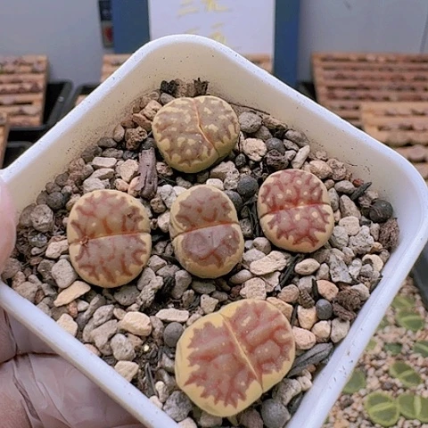 2263丽虹组合脱土发货特价
