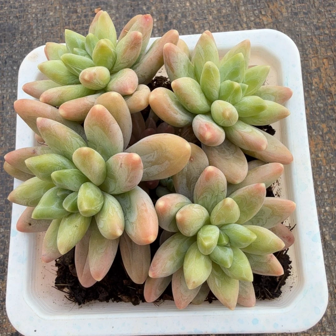 阿蒂斯托。锦上园艺一物一拍