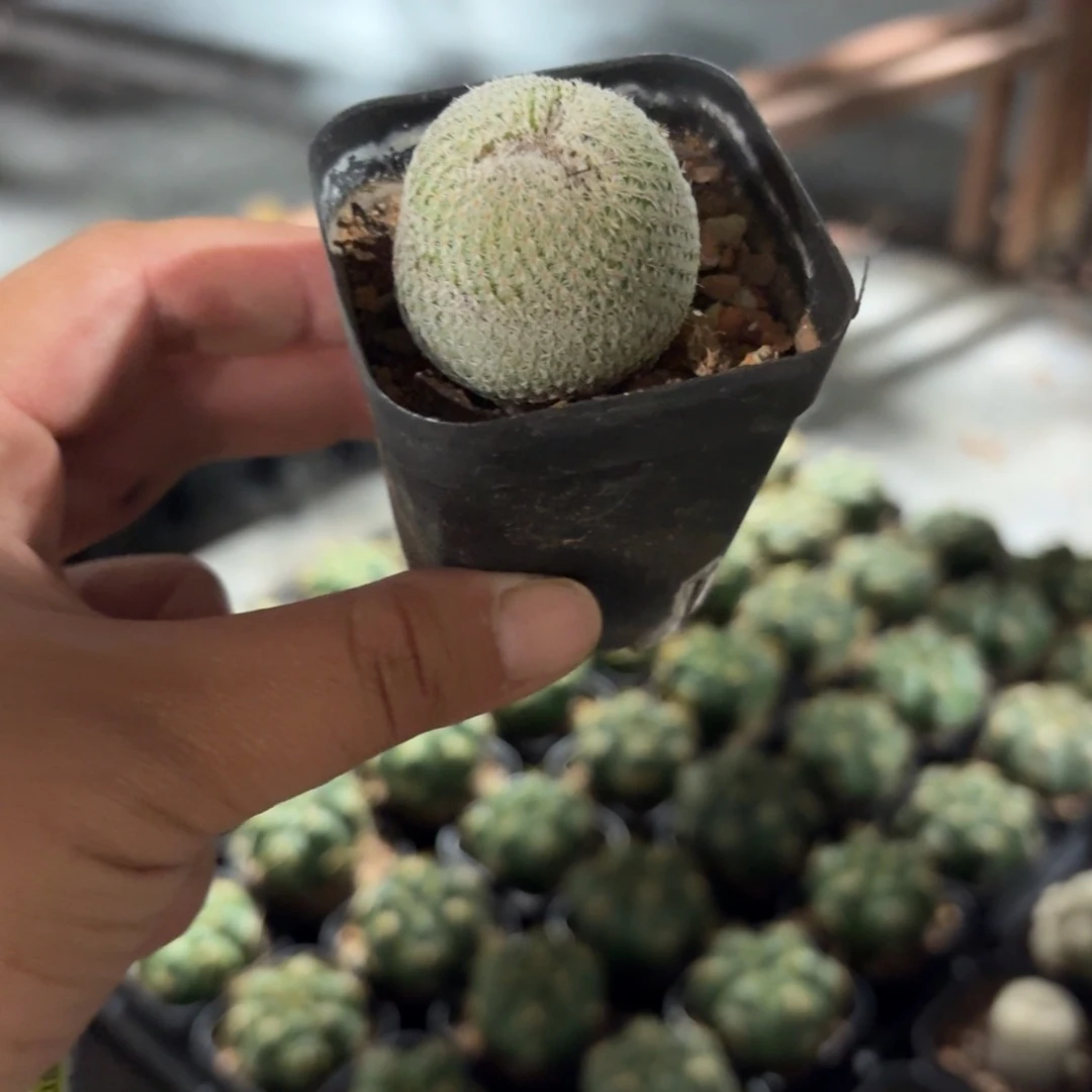 小***恋月世界仙人球5㎝盆