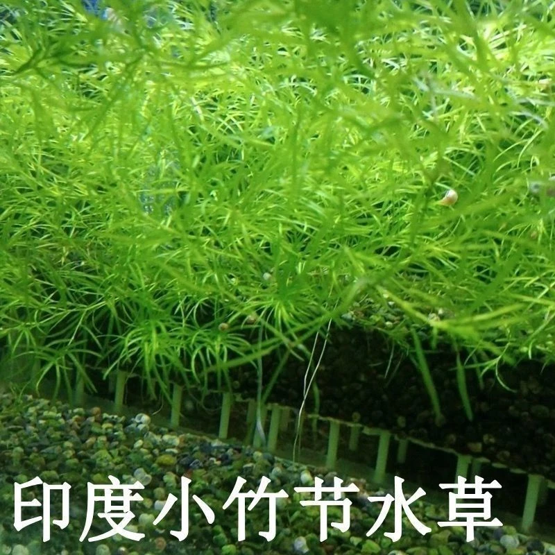 印度小竹节竹节草好养耐活水榕活体真水草鱼缸水族箱鱼缸造景装饰