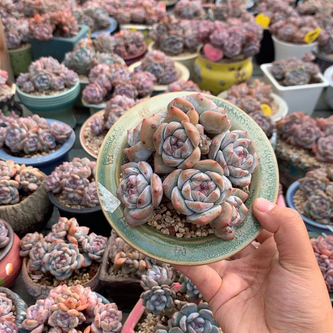 哈哈哈哈哈哈哈50