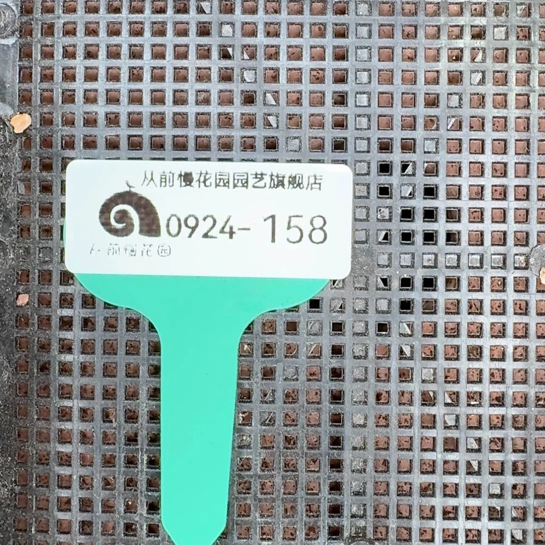 从前慢多肉精选编号0924.158