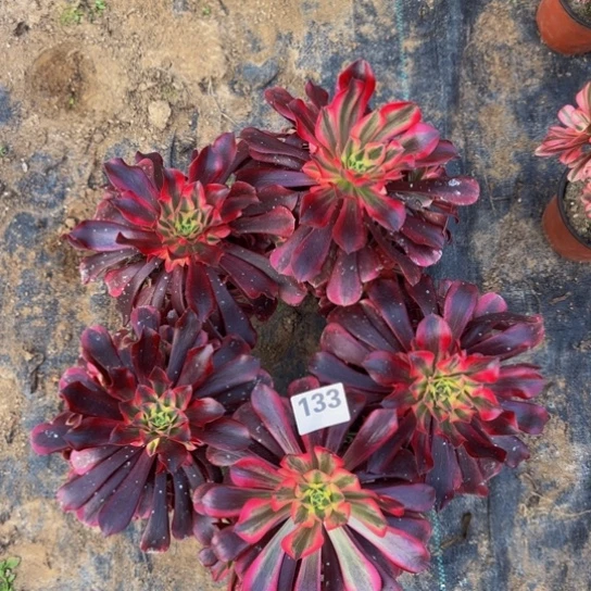 美杜莎5棵3号棚133