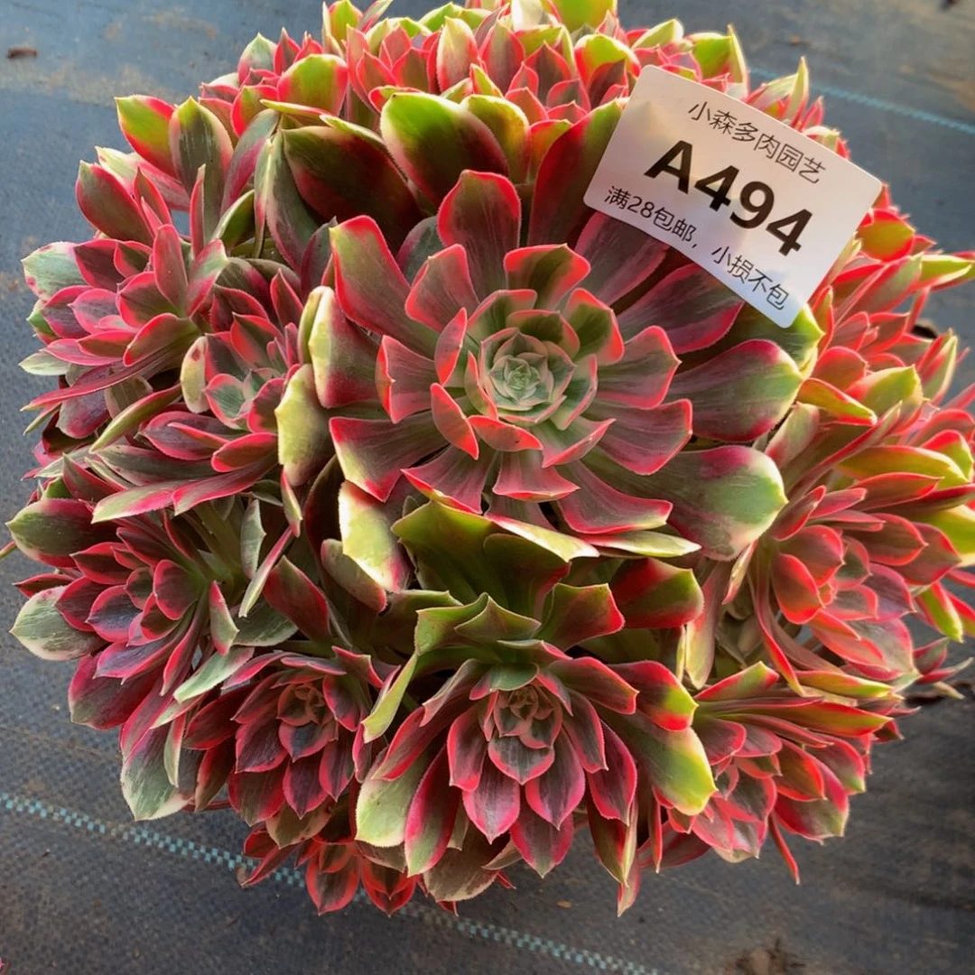 494浣纱88888888888