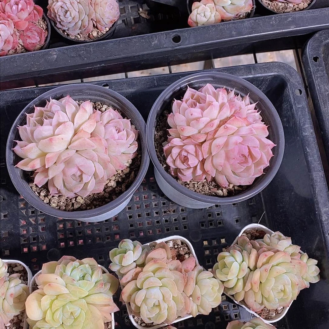 0207-桃薰女王三头母本一颗 量拍