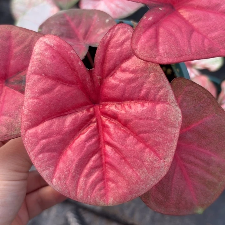 完全开放泰国彩叶芋26