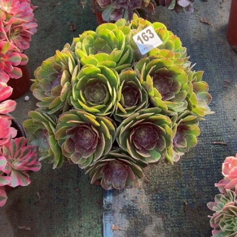 巧***峰163沙拉碗朵朵多肉，