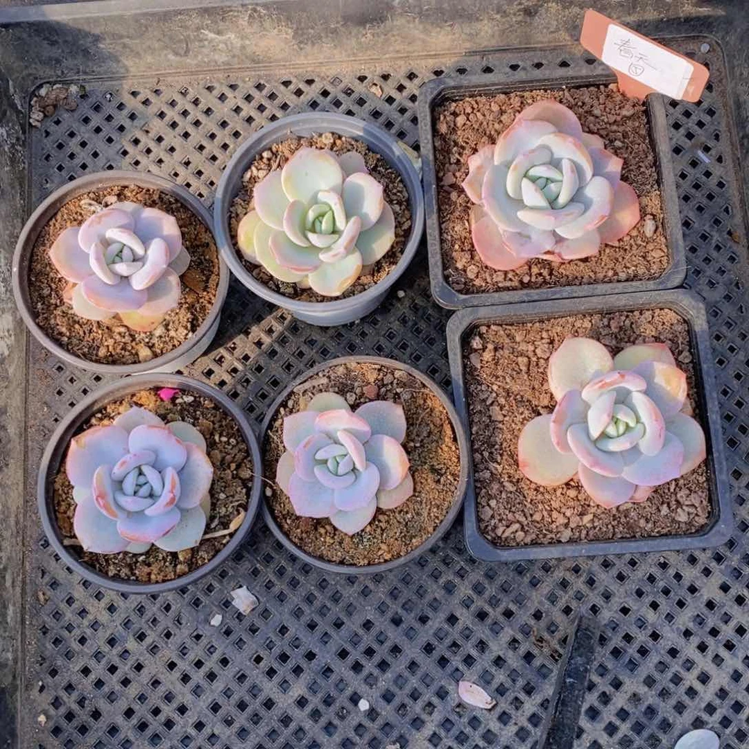 春*多肉植物66666666