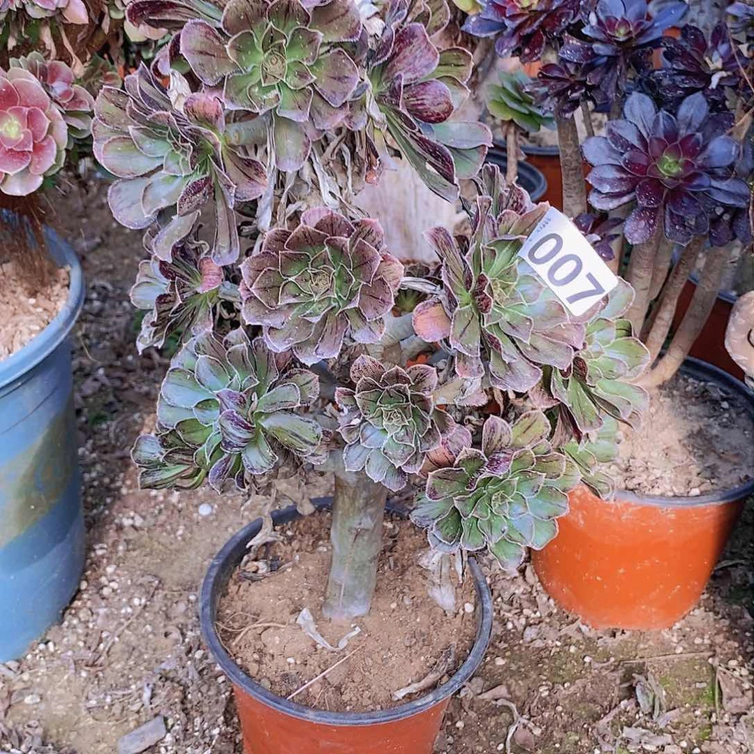 7 号20元包邮不包断枝年后发货