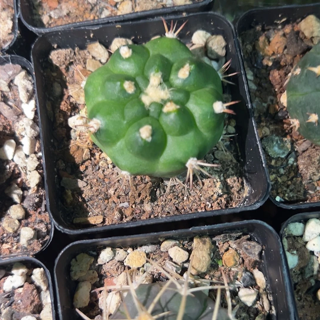 实生无刺新天地植物