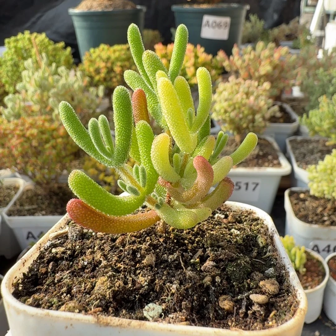 A539琉璃阴阳拉丝锦