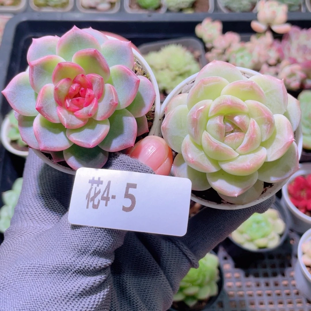 花利美4-5新品2颗