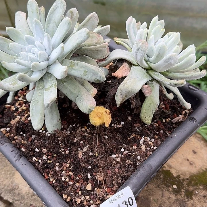 ?****?拇指仙女杯多肉植物