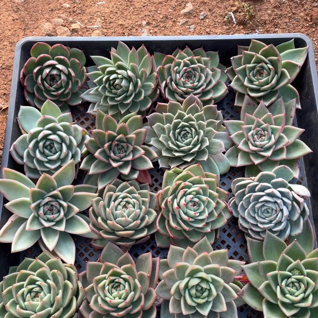 一筐特价福利不售后2621大