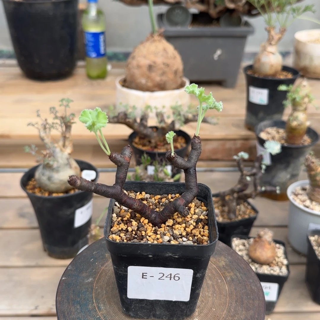 246枝干洋葵断枝扦插